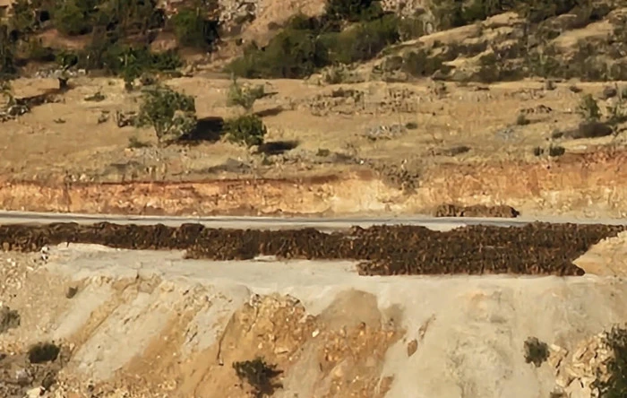 Gabar Dağı’nda orman kıyımına devam ediliyor