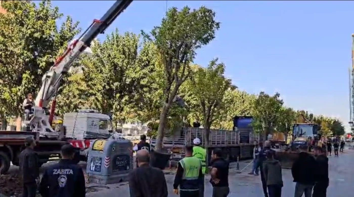 Kesilen ağaçlar, kayyım ve kibir - Metin Yoksu