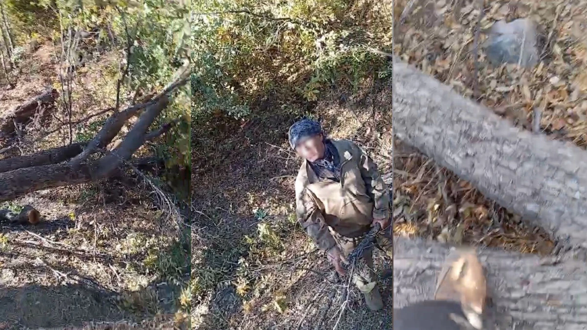 Şırnak’ta orman kesimi ve kıyımı devam ediyor